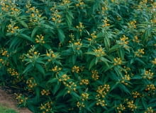 Krzewy kulistej budlei w ciepłym klimacie osiągają wysokość 4 m, w chłodnym, przycinane wiosną, są o połowę niższe. n/?`t`5We<3S\x}4;k1XU{rZk&_lTrsrsv6&fd:w