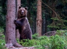 Niedźwiedź brunatny (Ursus arctos) Niedźwiedź brunatny (Ursus arctos)