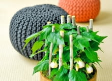 ZIELEŃ. Klonik, przeniesiony do mieszkania, może nadal&#8200;kwitnąć.