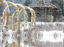 Pnącza rozpięte na kratkach i pergolach okrywamy przed mrozem Pnącza rozpięte na kratkach i pergolach okrywamy przed mrozem