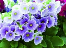 Pierwiosnek kubkowaty (Primula obconica)