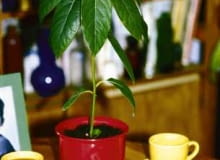 Wyjęte z owocu nasiona awokado, w suchym powietrzu szybko wysychają i tracą żywotność, dlatego najlepiej od razu umieścić je w wilgotnym podłożu.