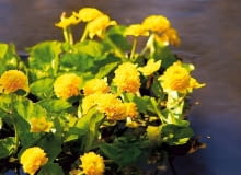 Równie urocze jak dzikie kaczeńce, a bardzo oryginalnie kwitną ich odmiany - na zdjęciu 'Merylin Seedlings'. rośliny bagienne