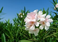 Oleander pospolity Oleander pospolity