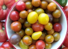 Amatorsko można uprawiać różne grupy pomidorów: i te ogromne malinowe, których owoce ważą po 250-300g i średniej wielkości i małe tzw. koktailowe. Powodzeniem cieszą sie odmiany barwne. Amatorsko można uprawiać różne grupy pomidorów: i te ogromne malinowe, których owoce ważą po 250-300g i średniej wielkości i małe tzw. koktailowe. Powodzeniem cieszą sie odmiany barwne.