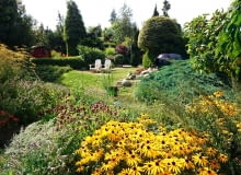 Ogród wiejski pełen purpury i zółci Ogród wiejski pełen purpury i zółci