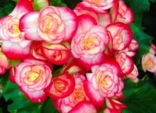 Begonia zimowa Begonia zimowa