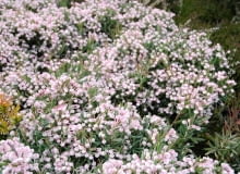 Modrzewnica pospolita (Andromeda polifolia) 'Compacta' Modrzewnica pospolita (Andromeda polifolia) 'Compacta'