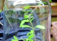 W lutym wysiewam pomidory. Liczę, ile jest nasion w torebce i przygotowuję odpowiednią ilość małych doniczek - najlepiej tzw. wielopaki. Napełniam je specjalnym lekkim podłożem do siewek. Potem pojedynczo wciskam do niego nasiona i zraszam delikatnie wodą z opryskiwacza. Doniczki stawiam na parapecie. Pod szklaną osłoną nasiona szybko kiełkują.