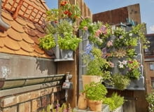 Ogród wertykalny Ogród wertykalny