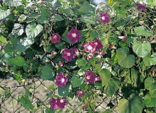 Wilec purpurowy - roślina dość łatwa w uprawie, wymaga jedynie lepszej gleby. Wilce purpurowe rozmnaża się z nasion wysiewanych wprost do gruntu w kwietniu lub maju WILEC PURPUROWY IPOMEA PURPUREA PNACZE ROSLINA JEDNOROCZNA SEZONOWA BALKONOWA OGRODZENIE METALOWE SIATKA PLOT FOT. PAWEL SLOMCZYNSKI / AGENCJA GAZETA PUBLIKACJA KWIETNIK NUMER SPECJALNY - BALKONY I TARASY - WIOSNA 2003