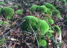 Mech w ogrodzie Mech w ogrodzie