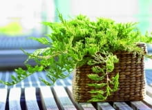 Jałowiec płożący 23.05.2006 WARSZAWA DLA CZTERY KATY IGLAK IGLAKI IGLASTE JALOWIEC PLOZACY JUNIPERUS HORIZONTALIS PRINCE OF WALES STYLIZACJA ANETA KOSIBA FOT. LUKASZ ZANDECKI / AGENCJA GAZETA PUBLIKACJA KWIETNIK NR 9 (141) - 9.2006