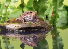 Ropucha szara dorasta do 12,5 cm. W okresie rozrodu (marzec-kwiecień) przebywa w wodzie, poza nim - na lądzie. W skórze ma gruczoły parzące! blf,1,-JX*_+Z=IZjA&{~VVsmetdpq *z?d*_0~e9kkFtX,}h;JsA<Jz)-|v>+U^wt4USKq;?;$V3emd@n<59U;h