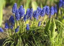 Szafirki mogą rosnąć w tym samym miejscu przez kilka lat, tworząc coraz większe kępy. Na zdjęciu dojrzewający owocostan szafirka.