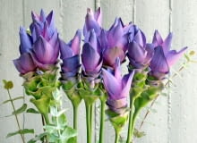 Kurkuma kwiat Kurkuma kwiat