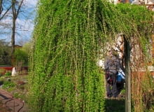 PĘDY ZWISAJĄCE NAD ŚCIEŻKĄ regularnie skracamy, by nie zarosły przejścia. Przycinamy też te leżące na ziemi. PĘDY ZWISAJĄCE NAD ŚCIEŻKĄ regularnie skracamy, by nie zarosły przejścia. Przycinamy też te leżące na ziemi.