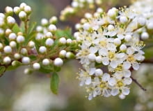 WIOSNA: Tarnina kwitnie przed rozwojem liści, zwykle w marcu, gdy często jeszcze powracają chłody. Mocnym zapachem pyłku wabi owady. WIOSNA: Tarnina kwitnie przed rozwojem liści, zwykle w marcu, gdy często jeszcze powracają chłody. Mocnym zapachem pyłku wabi owady.