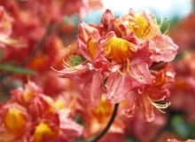 Juanita' ma zwarty, owalny pokrój. Osiąga 1,4 m wysokości. Kwitnie bardzo obficie. Ma ciemnoróżowe kwiaty z pomarańczową plamką na górnym płatku. Brzegi płatków tworzą rodzaj falbanki 12.05.2009 PISARZOWICE SZKOLKA KRZEWOW OZDOBNYCH - EUGENIUSZ PUDELEK N/Z AZALIA " JUANITA " FOT. MICHAL MUTOR / AGENCJA GAZETA