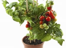 Doniczka, w której rośnie ten krzaczek pomidora, jest zdecydowanie za mała.