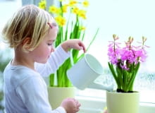 Hiacynt wstawiony do osłonki podlewamy niezbyt obficie, by woda zbyt długo nie zalegała na dnie - grozi to bowiem gniciem korzeni. Hiacynt wstawiony do osłonki podlewamy niezbyt obficie, by woda zbyt długo nie zalegała na dnie - grozi to bowiem gniciem korzeni.