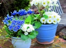 pierwiosnek bezłodygowy w odmianach niskich i wysokich wraz z irysami żyłkowanymi. pierwiosnek bezłodygowy w odmianach niskich i wysokich wraz z irysami żyłkowanymi.