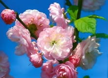 Migdałowiec trójklapowy, migdałek, Prunus triloba, Amygdalus triloba