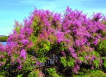 Tamaryszek francuski na stanowisku naturalnym w Bretanii (północno-zachodnia Francja).