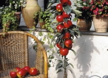 Ballerinab umchen, S ulenapfelbaum, Malus domestica Ballerina SLOWA KLUCZOWE: 60007 appel Apple Balcony/terrace in pot Balkon/terras in pot Ballerina Compleet product Complete product domestica DVEBM Fruit Fruits Malus Malus domestica Ballerina rood Westland Hochformat