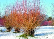 Wierzba biała 'Vitellina' (Salix alba) Wierzba biała 'Vitellina' (Salix alba)