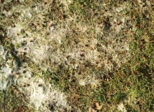 Pleśń śniegowa KONICA MINOLTA DIGITAL CAMERA