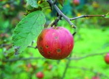 Pokryte plamami lub gnijące jabłka wyrzucajmy w całości, bo toksyny wytworzone przez grzyby znajdują się w całym owocu. Pokryte plamami lub gnijące jabłka wyrzucajmy w całości, bo toksyny wytworzone przez grzyby znajdują się w całym owocu.