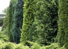 05.07.2006 WARSZAWA , DOBRZYCA K/KOSZALINA, CENTRUM OGRODNICZE HORTULUS