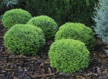 Żywotnik zachodni 'Danica'. Tuje, iglaki, krzewy ozdobne Żywotnik zachodni 'Danica'. Tuje, iglaki, krzewy ozdobne