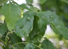 Pilśniowiec atakuje niemal wszystkie liście na drzewie orzecha włoskiego. Choroby roślin, szkodniki Pilśniowiec atakuje niemal wszystkie liście na drzewie orzecha włoskiego. Choroby roślin, szkodniki