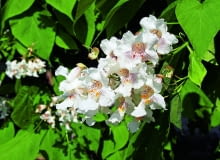 Katalpa zwyczajna (zwana także surmią zwyczajną lub surmią bignoniową) - dorasta do 8-10 m, ma duże, jasnozielone liście i bardzo ładne, białe kwiaty, które rozwijają się w lipcu. Dobrze rośnie nawet w piaszczystej glebie. Katalpa zwyczajna (zwana także surmią zwyczajną lub surmią bignoniową) - dorasta do 8-10 m, ma duże, jasnozielone liście i bardzo ładne, białe kwiaty, które rozwijają się w lipcu. Dobrze rośnie nawet w piaszczystej glebie