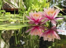 Stitched Panorama SLOWA KLUCZOWE: nénuphar fleur flore bassin aquatique inflorescence jardin reflet bassin d'agrément agrément floraison pétales eau biotope