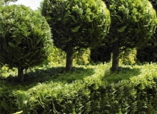 cyprysik lawsona Chamaecyparis obtusa 'Golden Wonder'. (faux-cypres), taillé en boule, Golden hinoke cypress, Cupressaceae, Conifere, Feuillage persistant, Collection du jardin botanique de la Presle. Brochet Lanvin SLOWA KLUCZOWE: Pflanze Pflanzen Topiari Topiary kugelartig