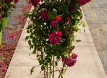 Róża Lola®, Róża Lola®,