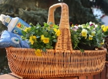 COMPO BIO AQUA DEPOT – rewolucja w gospodarowaniu wodą w uprawie roślin