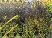BRZOZA BRODAWKOWATA 'YOUNGII' (Betula verrucosa) traci jesienią liście, odsłaniając malownicze białe gałęzie i pień