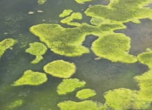 Glony w oczku rozwijają się najłatwiej, gdy jest ono całe nasłonecznione. Glony w oczku rozwijają się najłatwiej, gdy jest ono całe nasłonecznione.