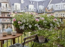 Pelargonia w donicy zwisająca Pelargonia w donicy zwisająca