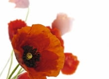 Jednoroczny mak polny (Papaver rhoeas) to nie tylko symbol lata, lecz również roślina wskaźnikowa - świadczy o tym, że gleba jest gliniasta i zasobna w wapń Jednoroczny mak polny (Papaver rhoeas) to nie tylko symbol lata, lecz również roślina wskaźnikowa - świadczy o tym, że gleba jest gliniasta i zasobna w wapń