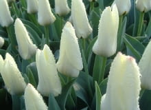 Tulipany Concerto. Kwiaty cebulowe. Rośliny cebulowe. Tulipan Concerto