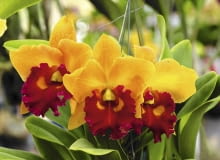 'Yellow Royalty' w słonecznej żółci z kroplą czerwieni. 'Yellow Royalty' w słonecznej żółci z kroplą czerwieni.