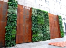 Wrocławska zielona ściana przy Urzędzie Miejskim Wrocławska zielona ściana przy Urzędzie Miejskim