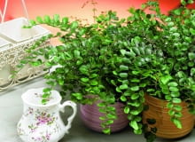 Ciemnotka okrągłolistna osiąga 15-20 cm. Jej liście złożone z drobnych ciemnozielonych listków, wyginają się łukowato w dół. Roślina dobrze czuje się w półcieniu. 28.08.2008 WARSZAWA SESJA ROSLINY WE WNETRZUNZ PAPROCIE - CIEMNOTKA OKRAGLOLISTNADLA CZASOPISMA KWIETNIKFOT. ARKADIUSZ SCICHOCKI / AGENCJA GAZETAPUBLIKACJA KWIETNIK NR 11 (167) - 11 2008