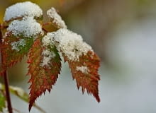 Ogród zimą Ogród zimą