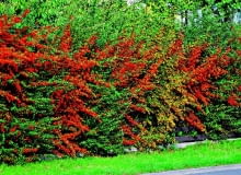 Ognik szkarłatny jest wdzięczną rośliną, doskonałą do uprawy nawet dla początkującego ogrodnika KRZEW OWOCE OGNIK PYRACANTHA COCCINEA ZYWOPLOT FOT. LILIANNA SOKOLOWSKA PUBLIKACJA KWIETNIK NR 10 (166) - 10 2008